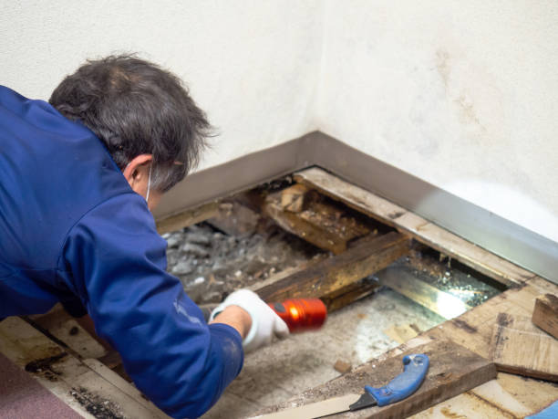 Mold Removal and Inspection in Sharon Hill, PA