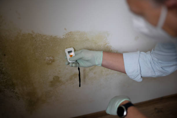 Best Attic Mold Removal  in Sharon Hill, PA