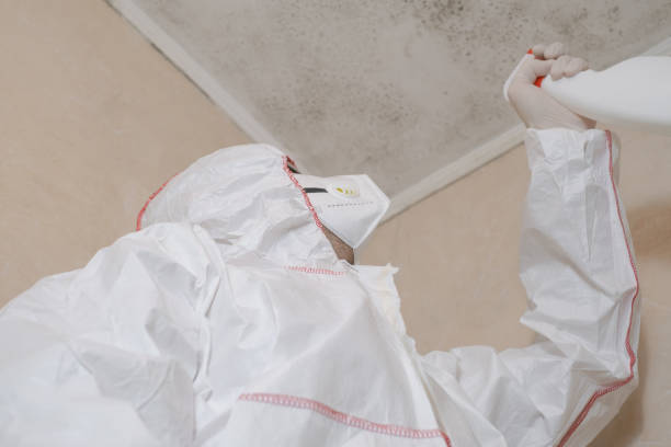 Best Fast Mold Removal  in Sharon Hill, PA