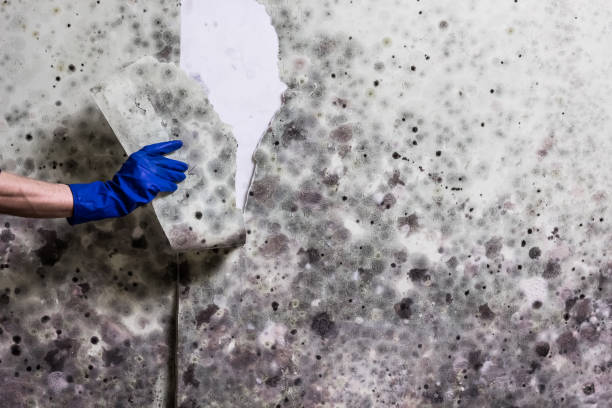 Best Commercial Mold Removal  in Sharon Hill, PA